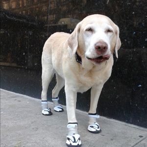 Meet your Posher, Jenny